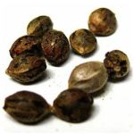 Семена марихуаны АК-47  (Seeds AK-47) в Тейково